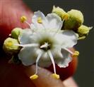  Flower with 7 Stamens